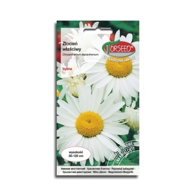 Złocień Właściwy Shasta Daisy nasiona kwiatów